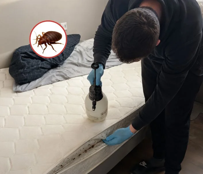 Technicien traitant un matelas contre les punaises de lit à Puiseux-Pontoise